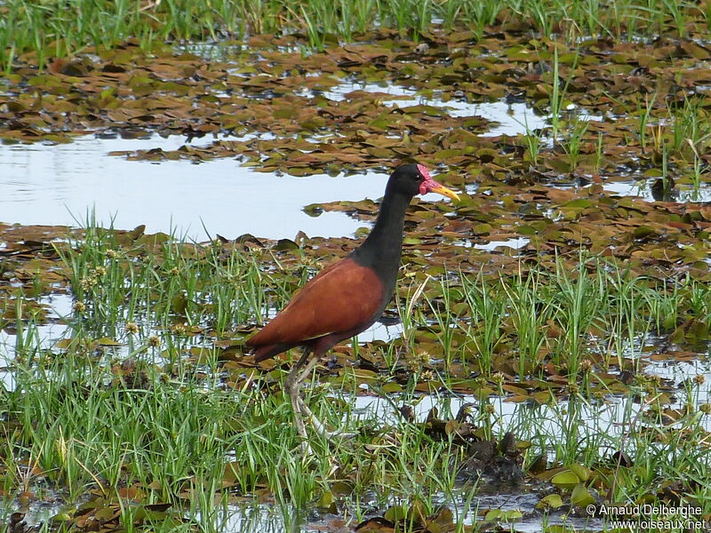 Jacana noir