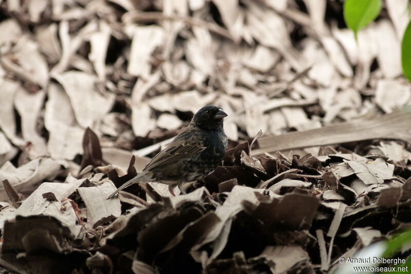 Blue-black Grassquit male