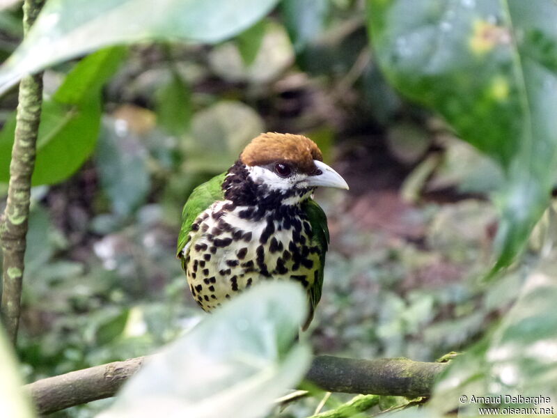 White-eared Catbird