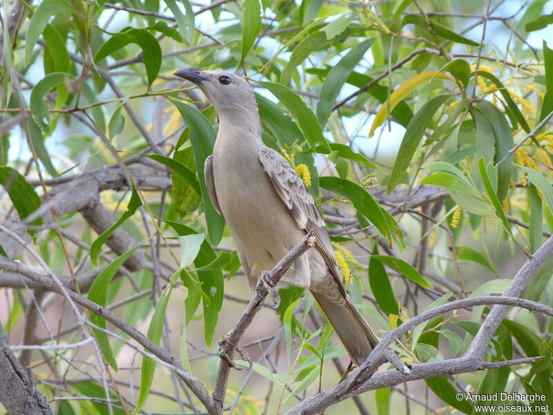 Great Bowerbird