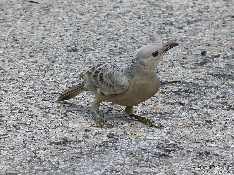 Great Bowerbird