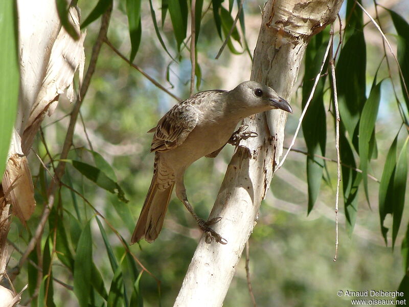 Great Bowerbird