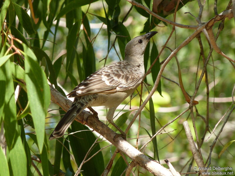 Great Bowerbird