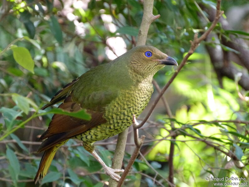 Satin Bowerbird female