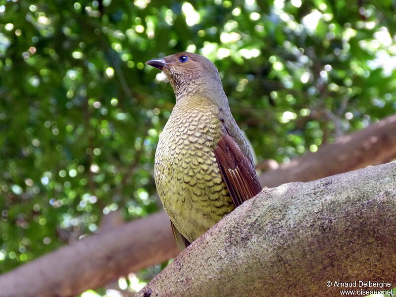 Satin Bowerbird female