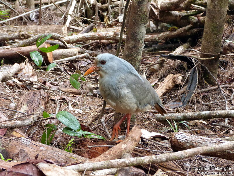 Kagu