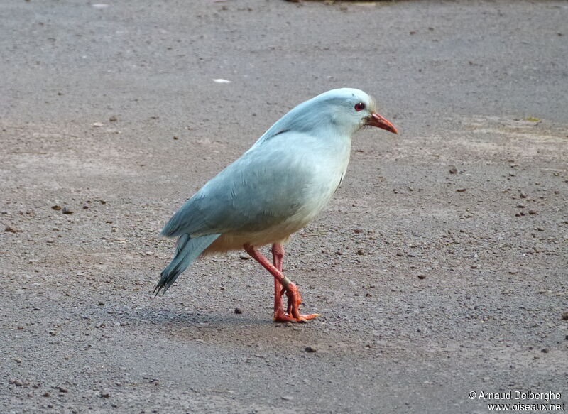 Kagu