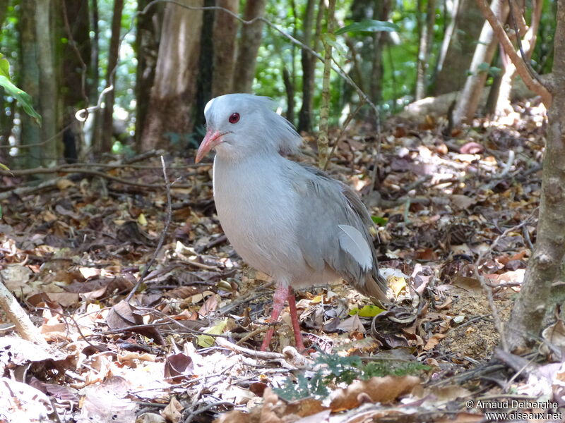 Kagu