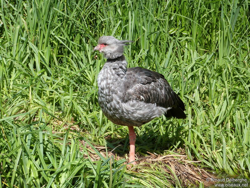 Southern Screamer