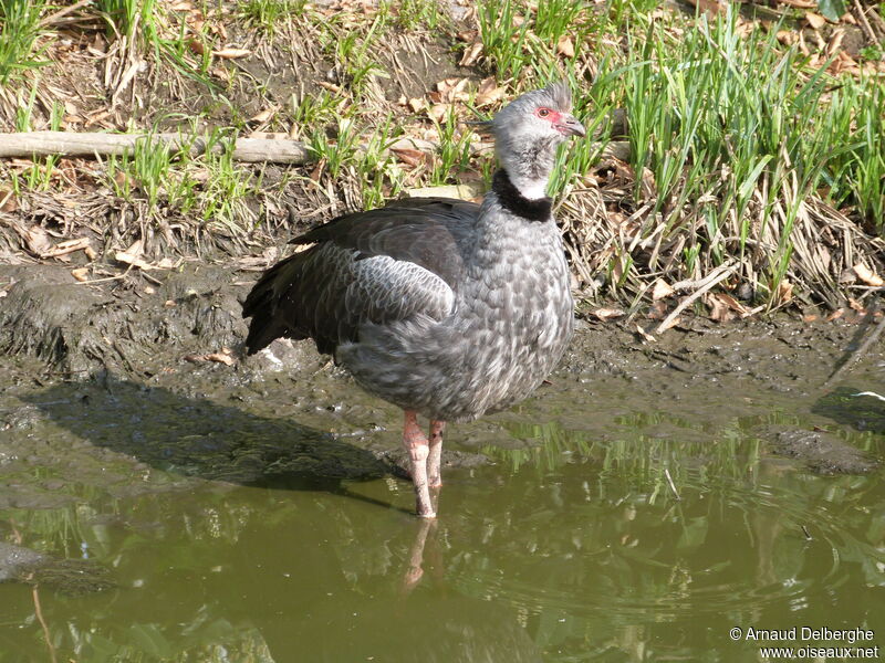 Southern Screamer