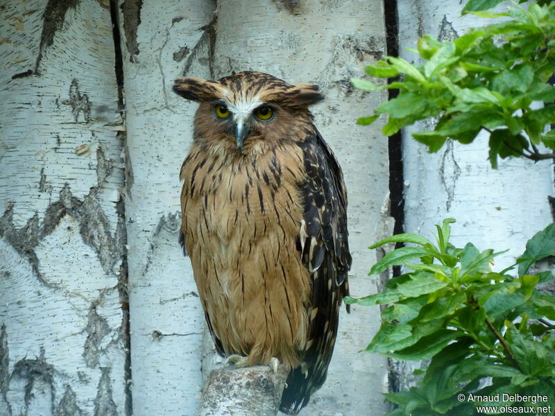 Buffy Fish Owl