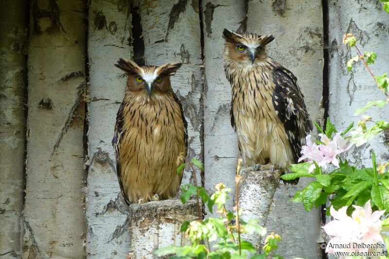 Buffy Fish Owl