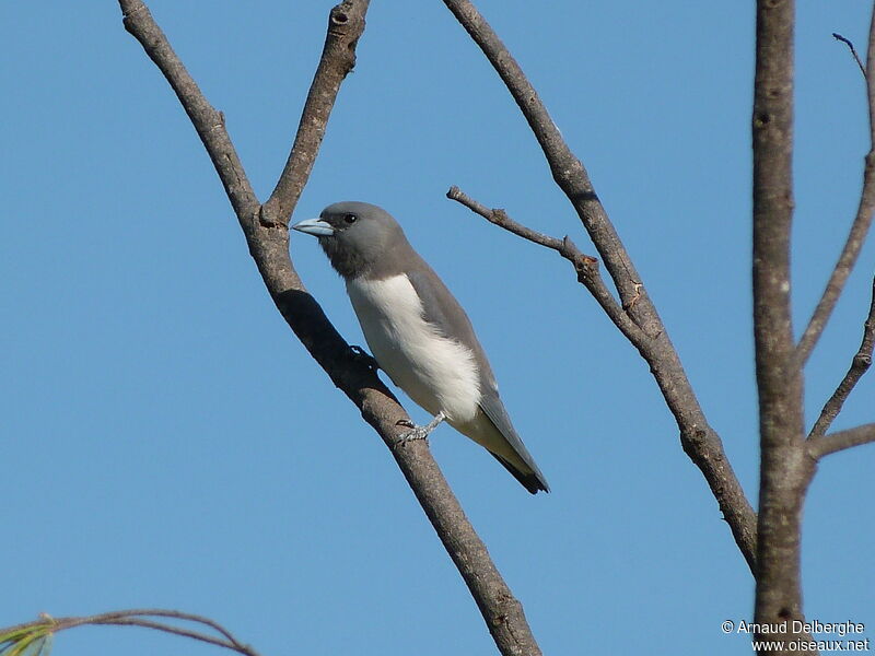 White-breasted Woodswallow