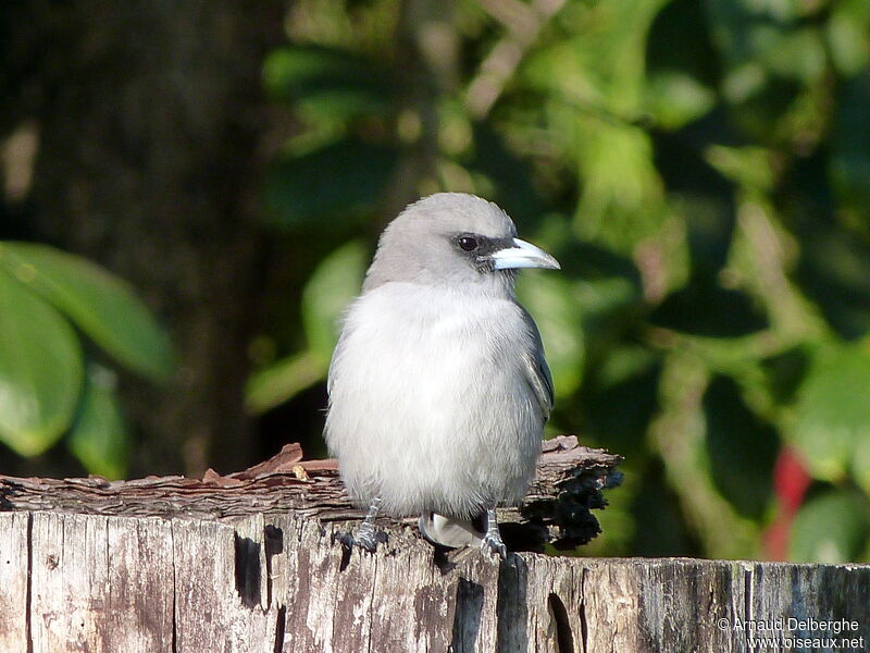 Black-faced Woodswallow