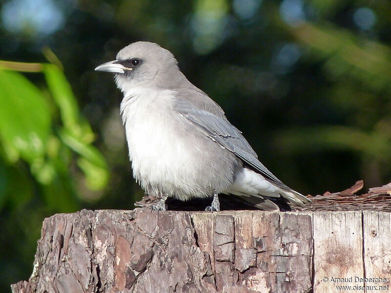 Langrayen gris