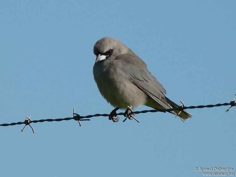 Black-faced Woodswallow