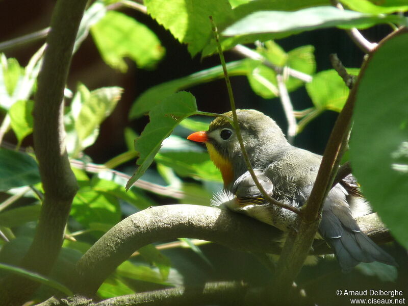 Red-billed Leiothrix