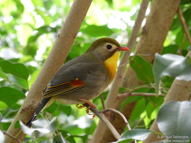 Red-billed Leiothrix