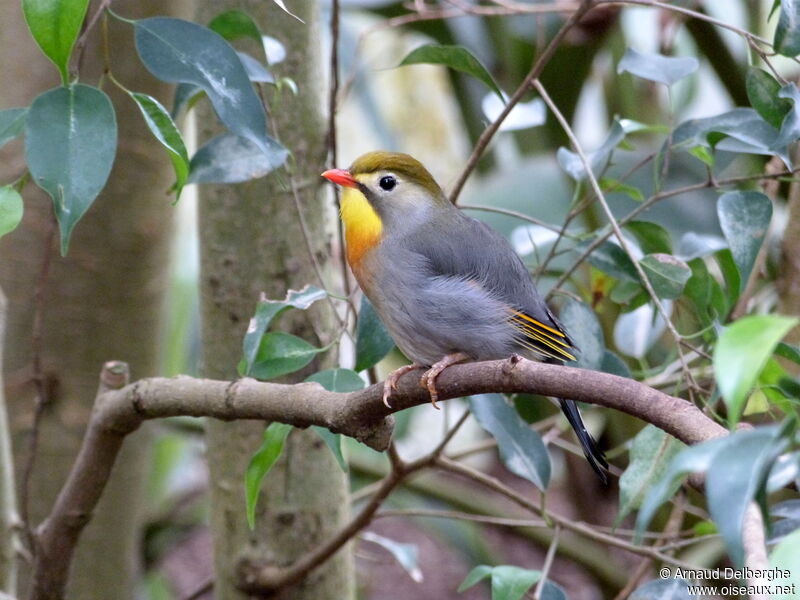 Red-billed Leiothrix