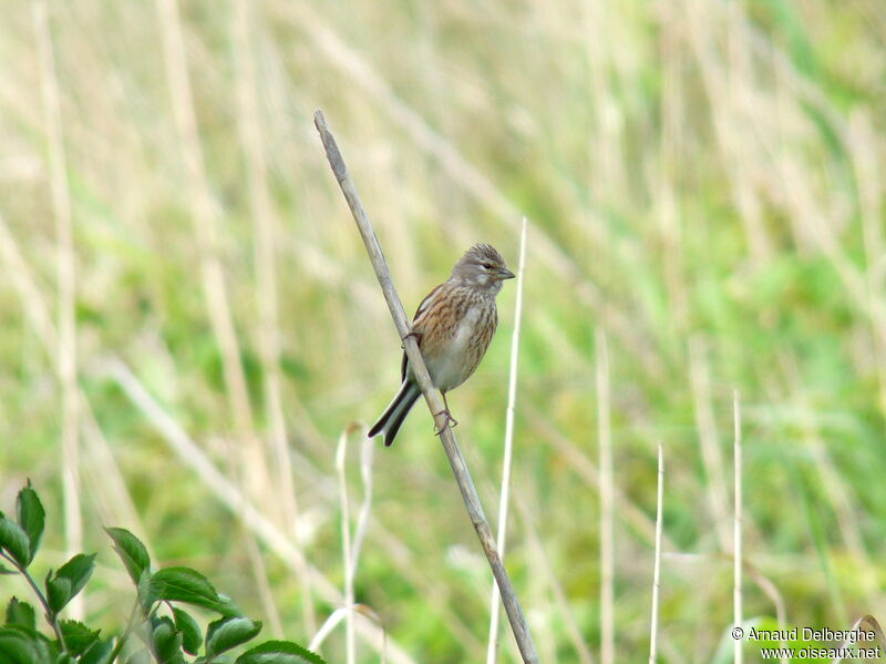 Common Linnet