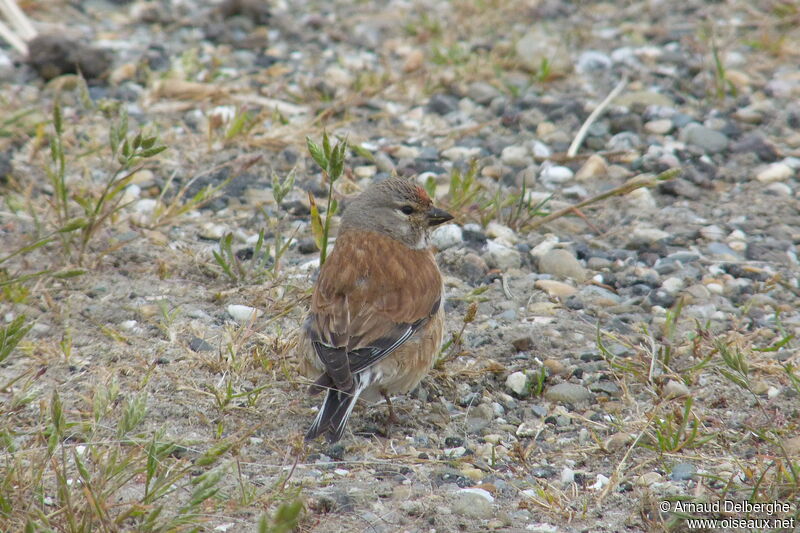 Linotte mélodieuse