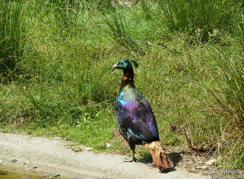 Himalayan Monal