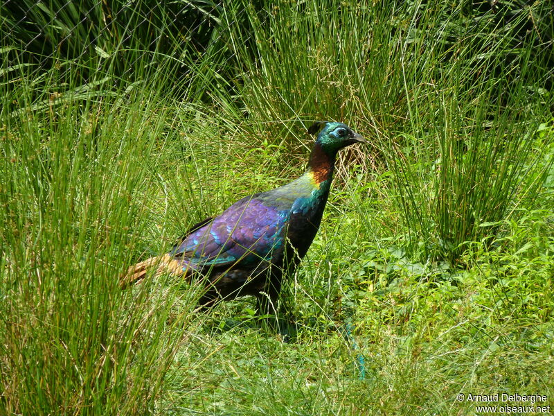 Himalayan Monal