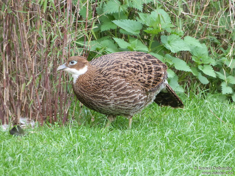 Himalayan Monal female