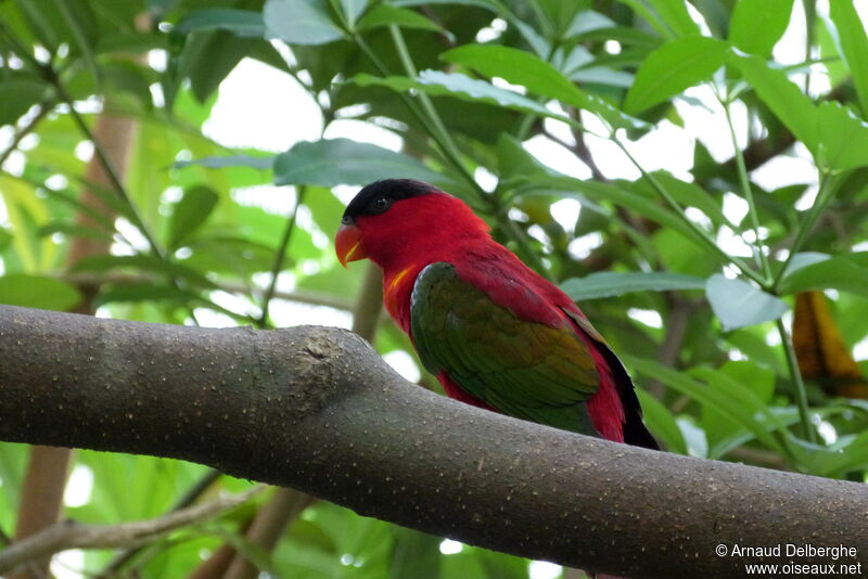 Yellow-bibbed Lory