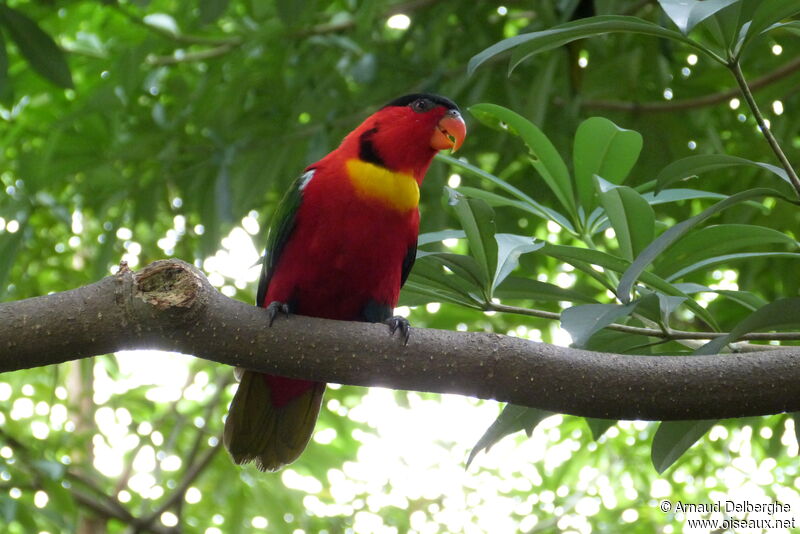 Yellow-bibbed Lory