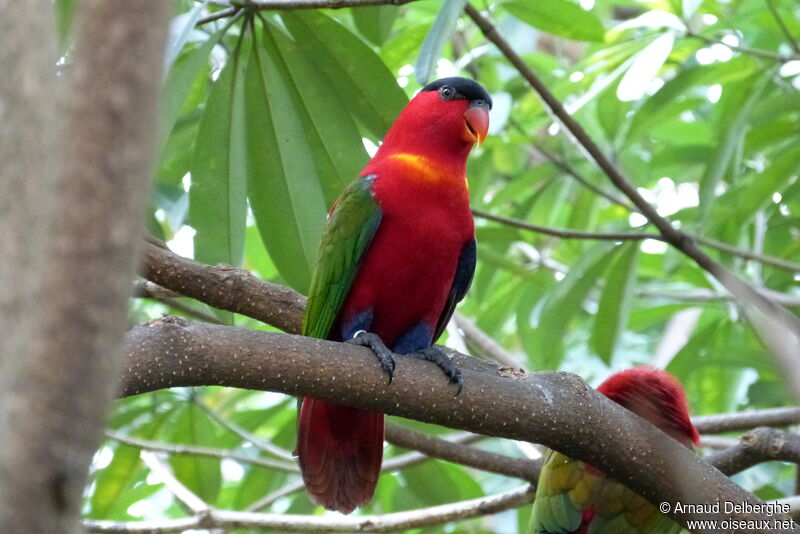 Yellow-bibbed Lory