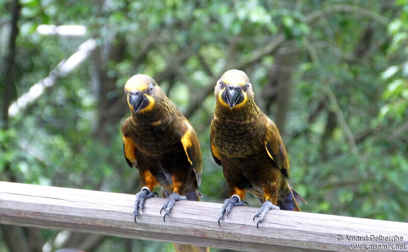 Brown Lory