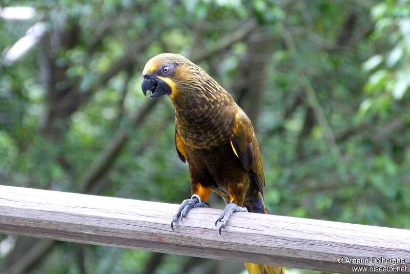 Brown Lory