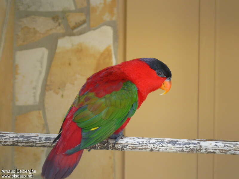 Purple-naped Loryadult, identification