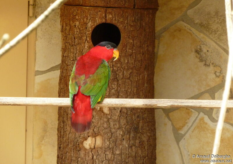 Purple-naped Lory