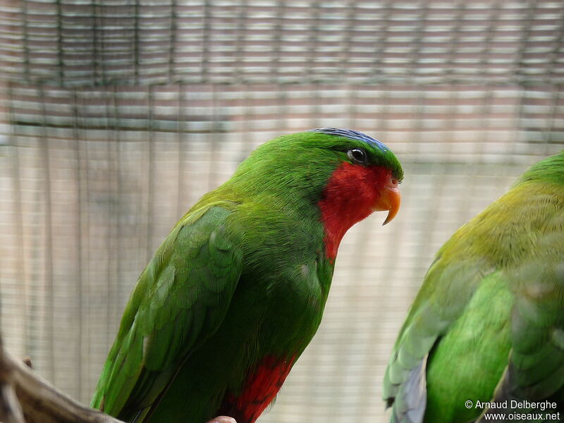 Blue-crowned Lorikeet