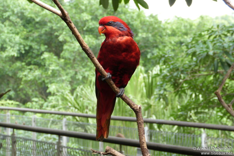 Blue-streaked Lory