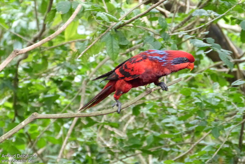 Blue-streaked Loryadult, identification