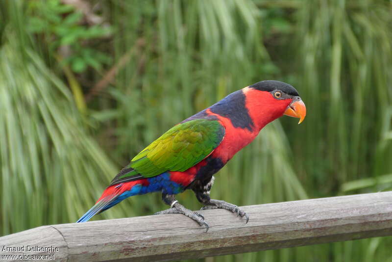 Black-capped Lory