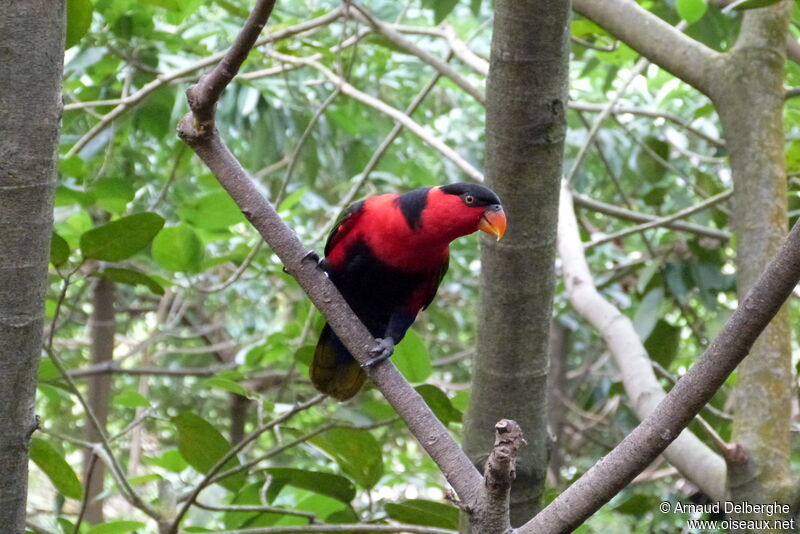 Black-capped Lory