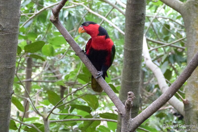 Black-capped Lory