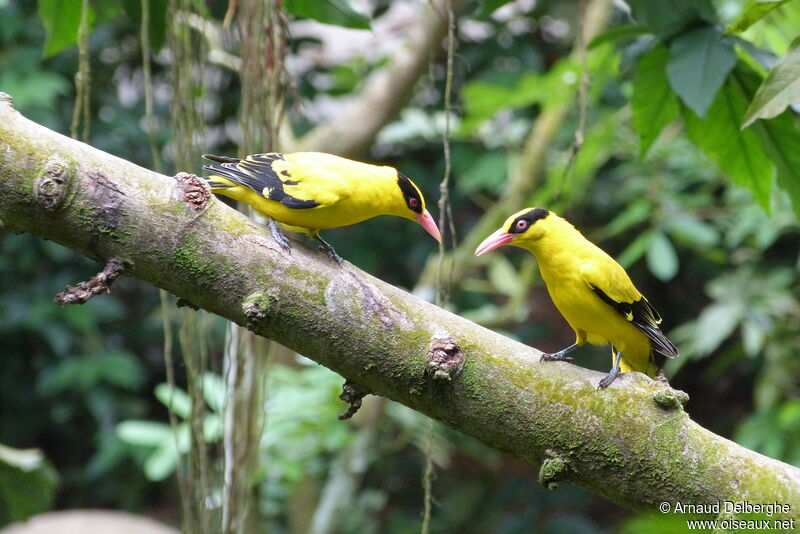 Black-naped Oriole