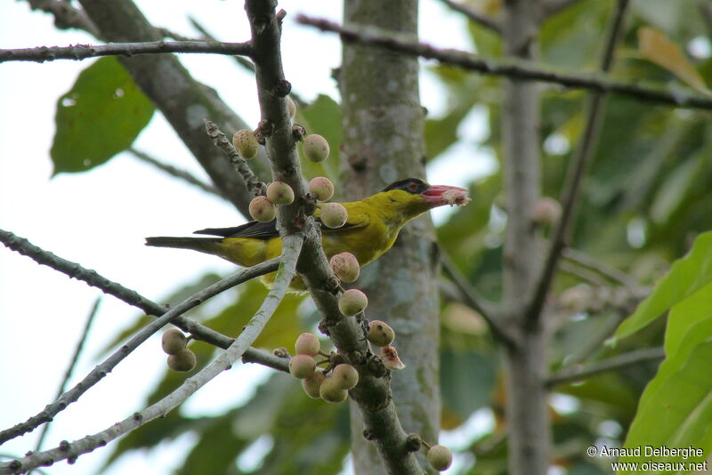 Black-naped Oriole