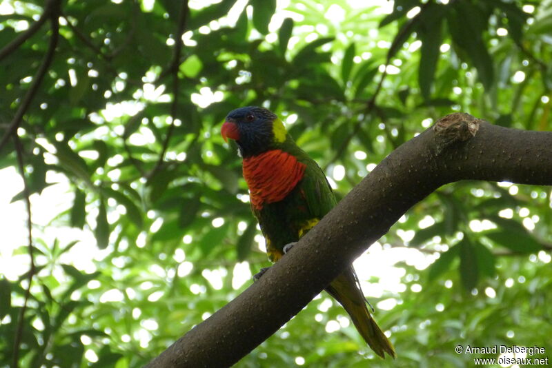 Loriquet à tête bleue