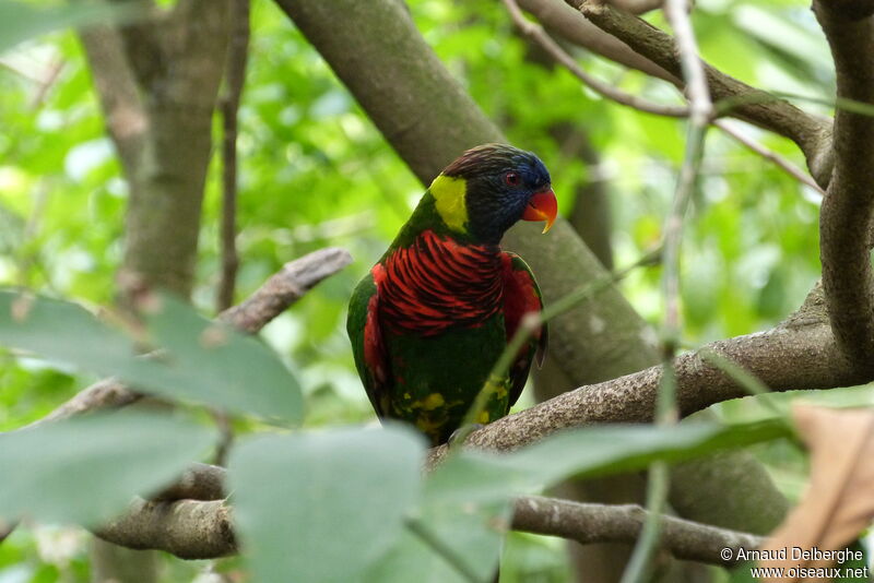 Coconut Lorikeet