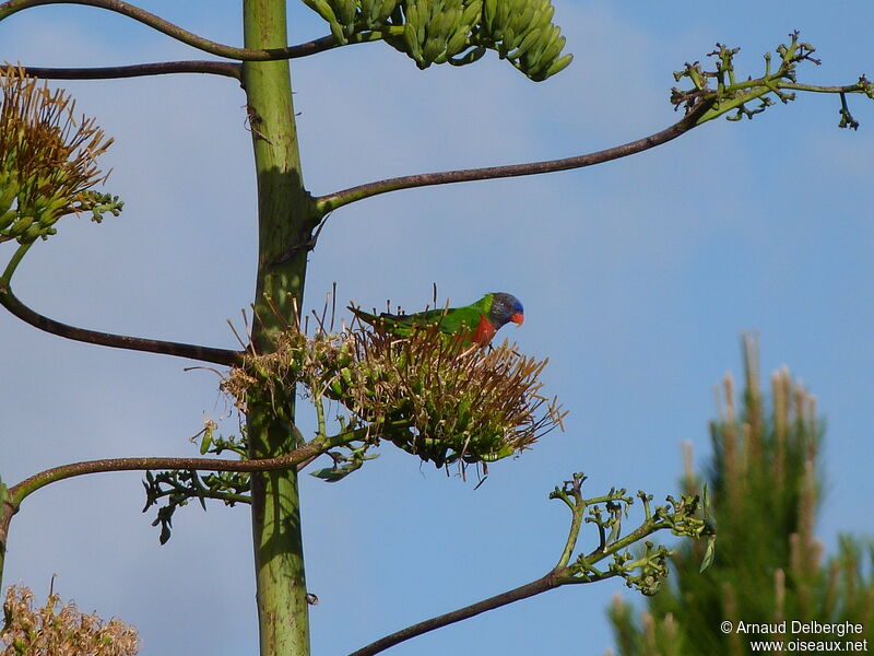 Loriquet à tête bleue