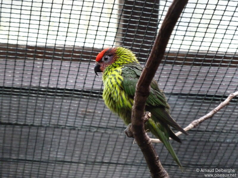 Goldie's Lorikeet