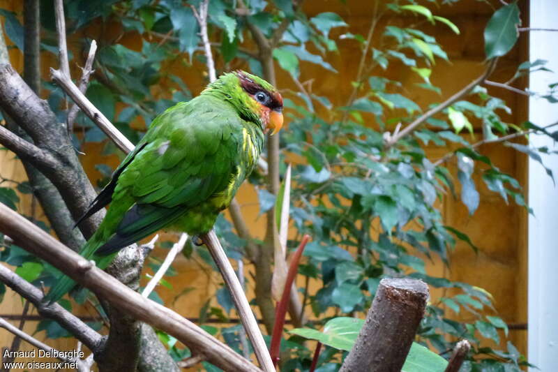 Mindanao Lorikeet, identification