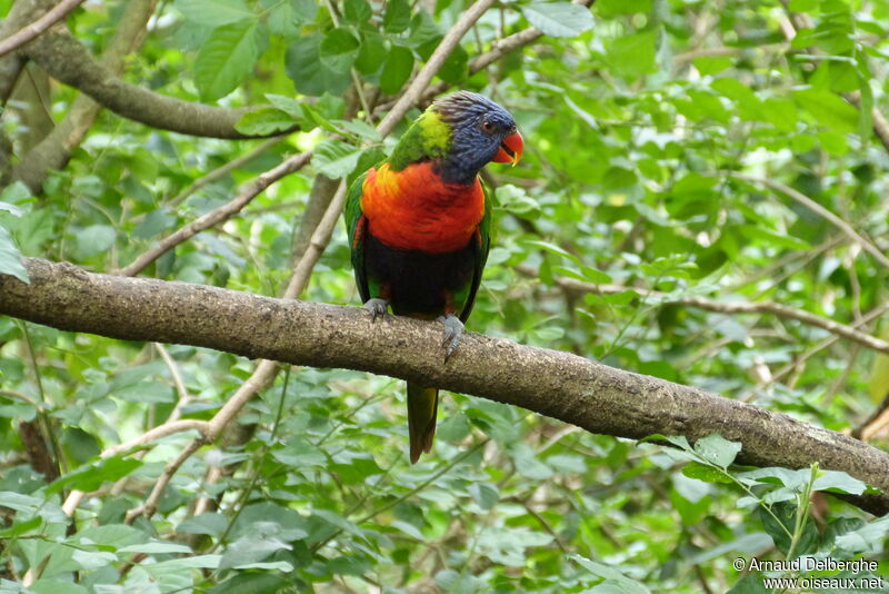 Rainbow Lorikeet