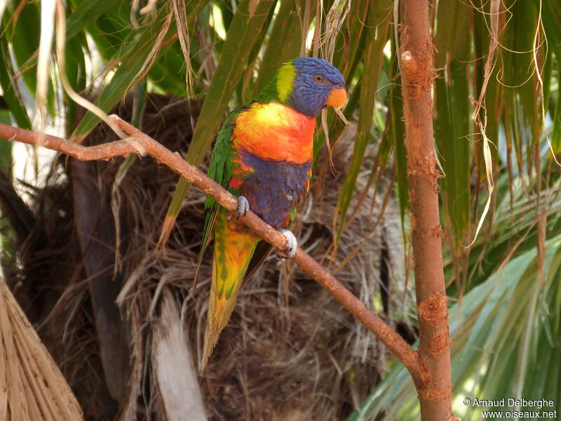 Rainbow Lorikeet